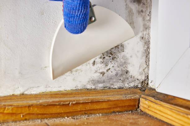  Indianola, MS Mold Removal Pros